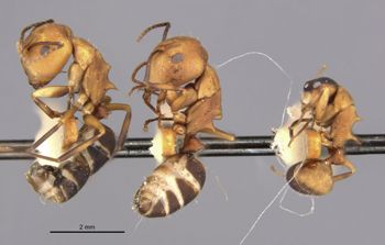 Media type: image;   Entomology 21630 Aspect: habitus lateral view